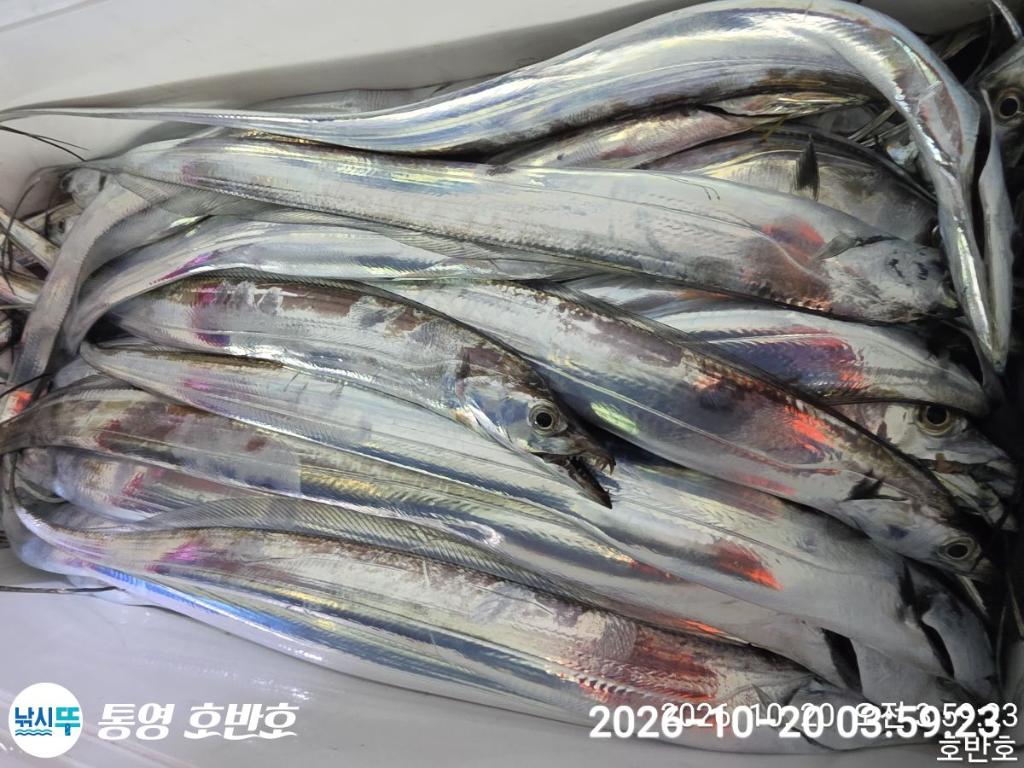 낚시뚜,갈치,통영 신전항,통영호반호,낚시뚜38