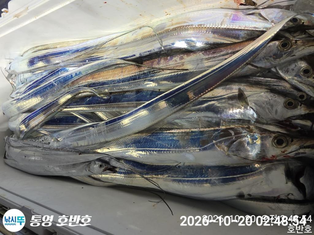 낚시뚜,갈치,통영 신전항,통영호반호,낚시뚜35