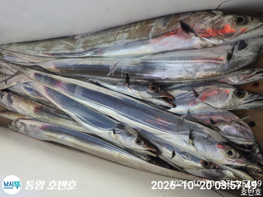 낚시뚜,갈치,통영 신전항,통영호반호,낚시뚜33