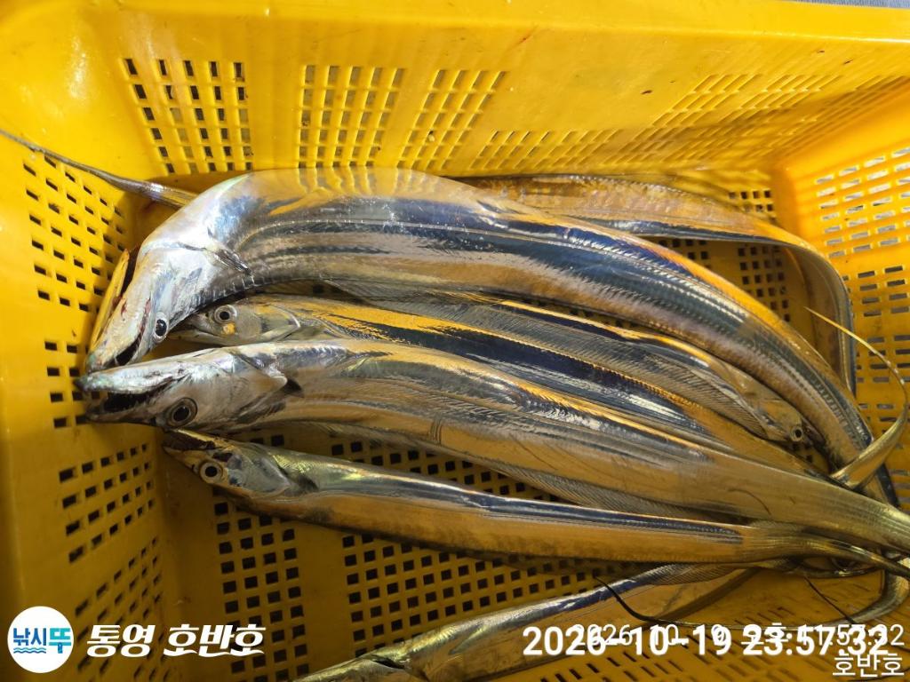 낚시뚜,갈치,통영 신전항,통영호반호,낚시뚜30