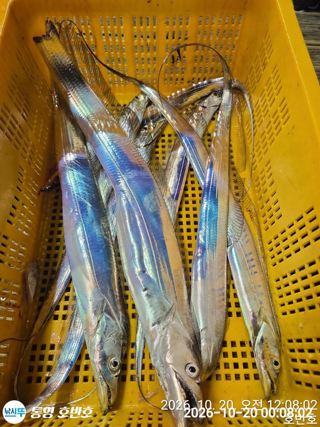 낚시뚜,갈치,통영 신전항,통영호반호,낚시뚜29