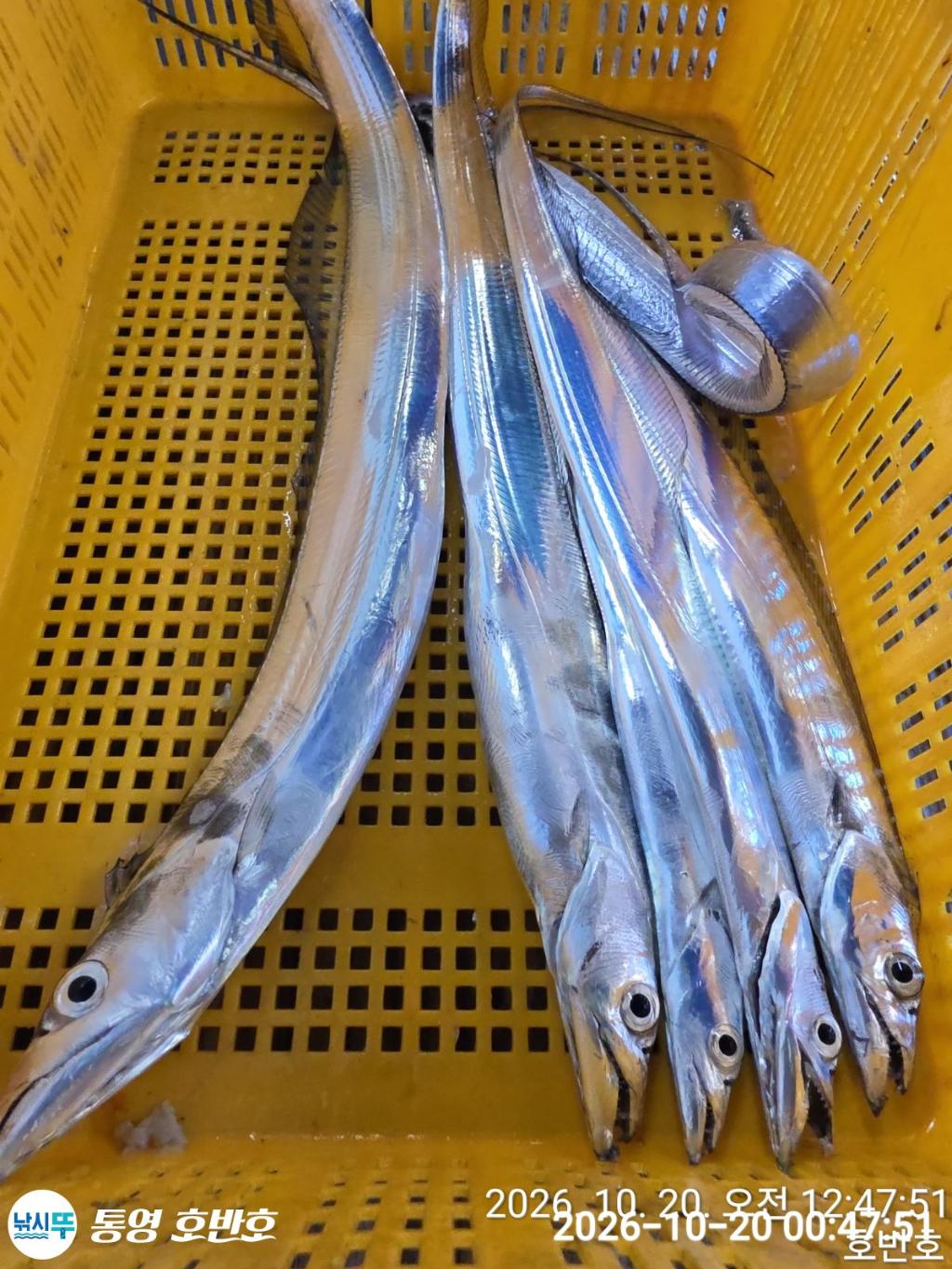 낚시뚜,갈치,통영 신전항,통영호반호,낚시뚜25