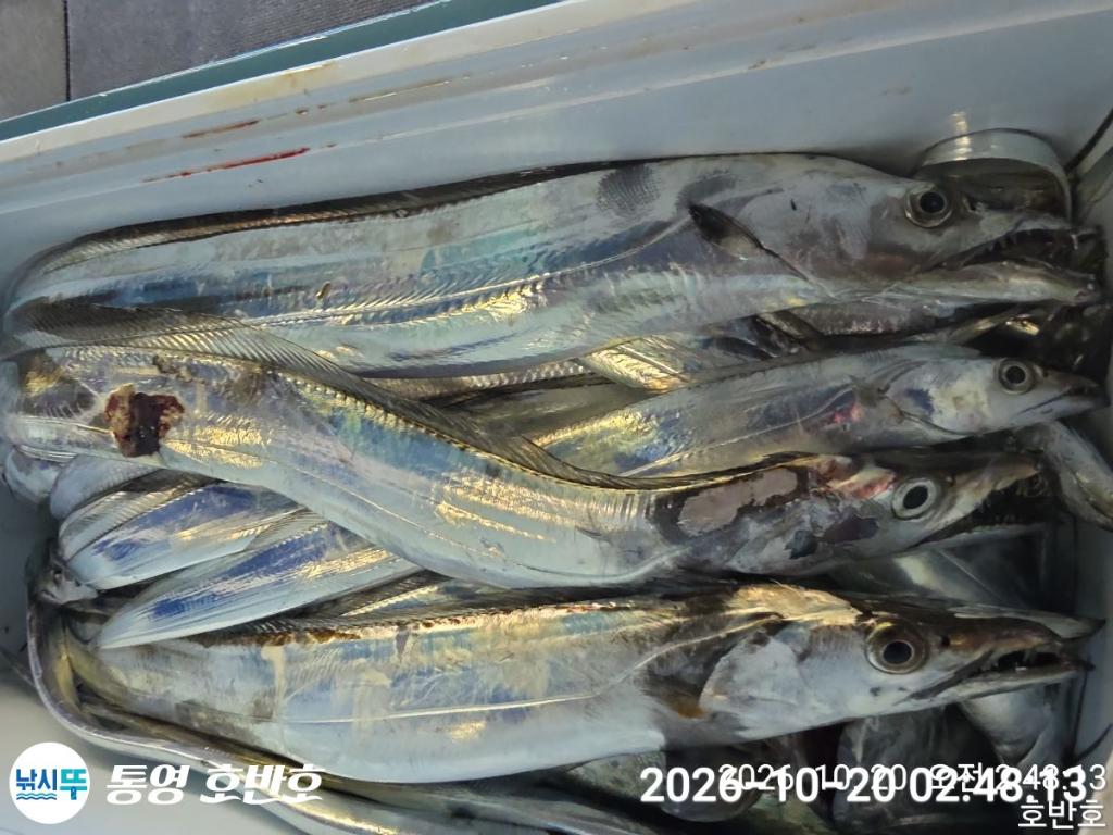 낚시뚜,갈치,통영 신전항,통영호반호,낚시뚜22