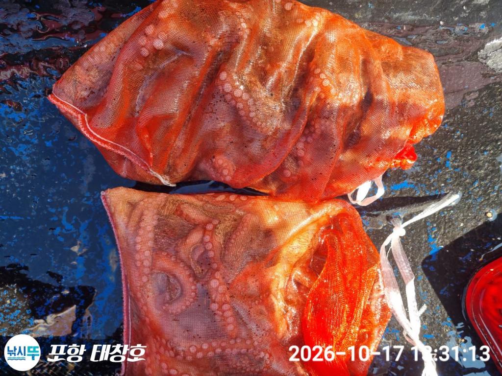 낚시뚜,돌문어,영일만항,포항 태창호,낚시뚜19