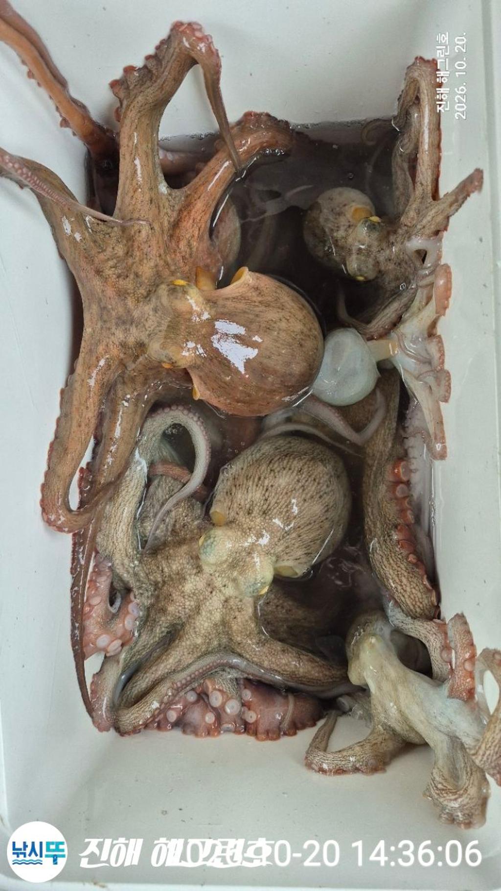 낚시뚜,돌문어,삼포항,진해 해그린호,낚시뚜6