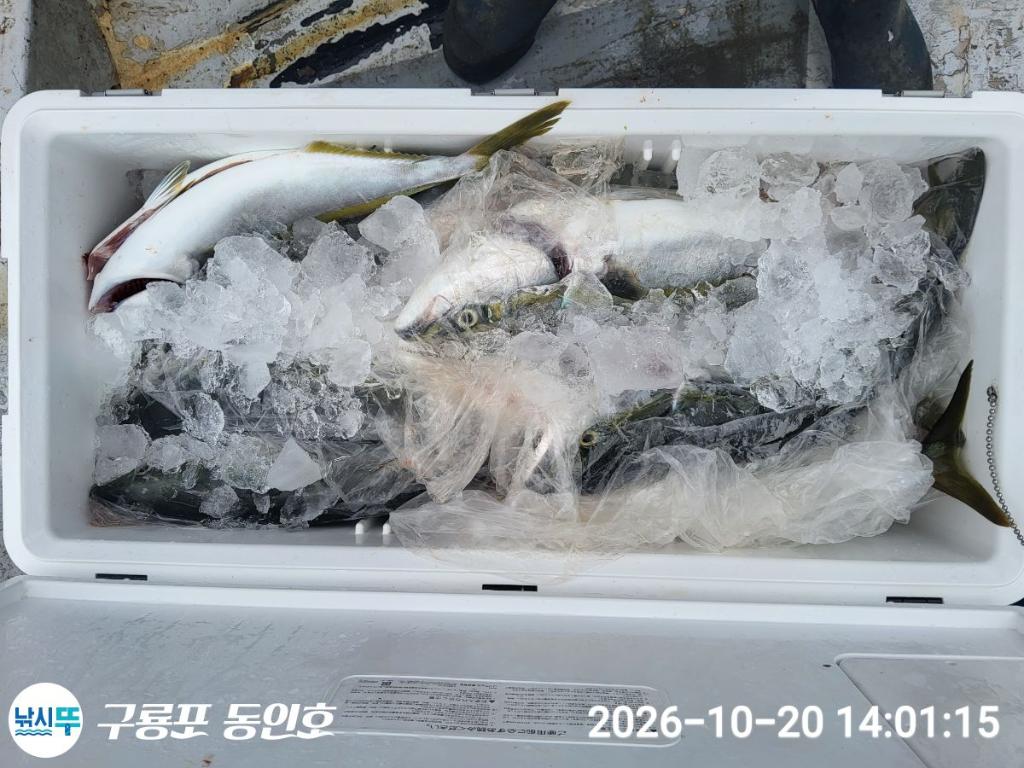 낚시뚜,방어,구룡포항,구룡포 동인호,낚시뚜5