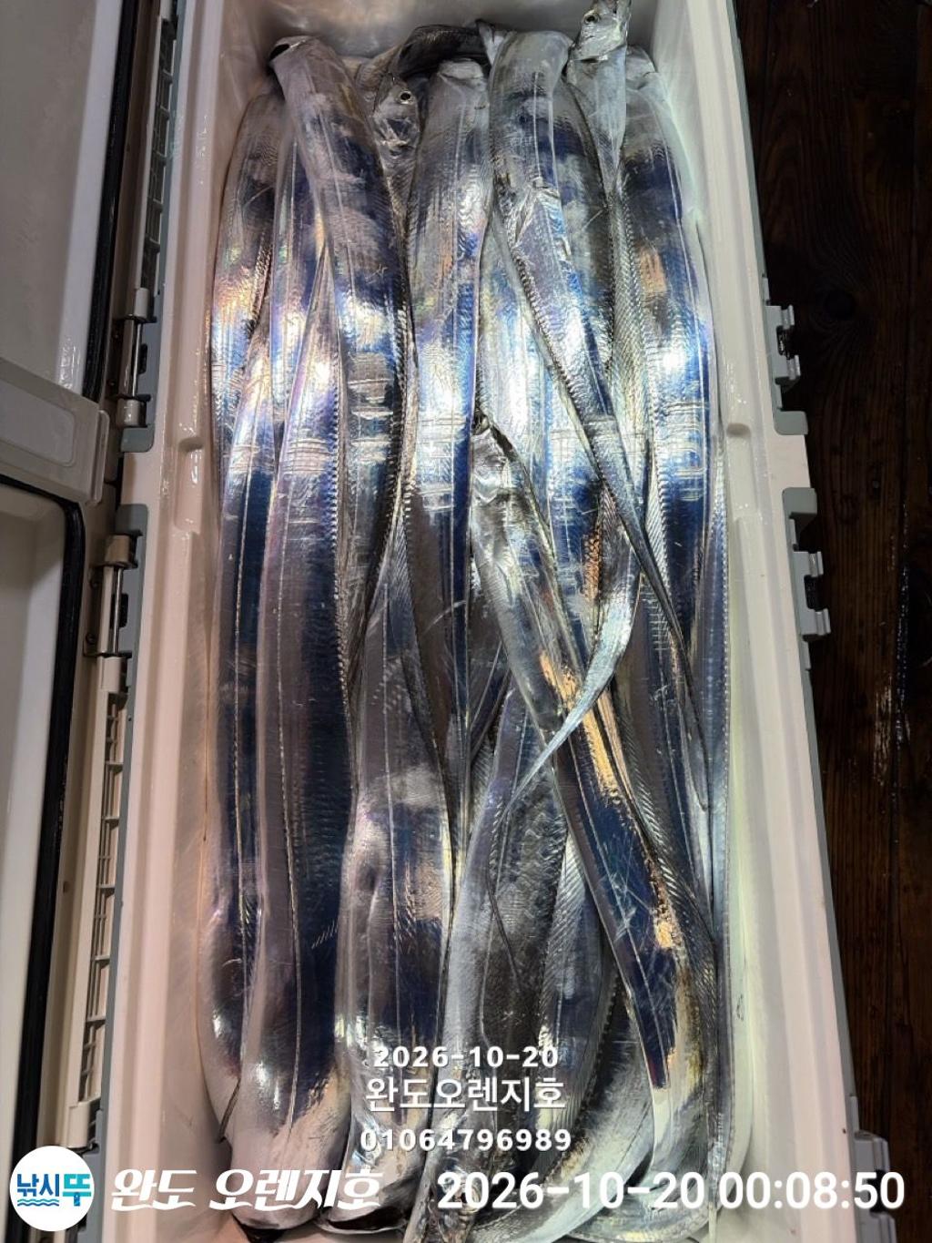 낚시뚜,갈치,완도항,완도 오렌지호,낚시뚜34