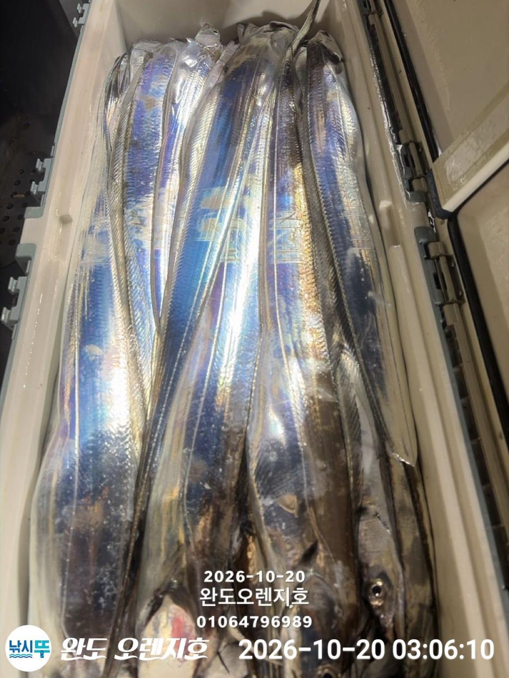 낚시뚜,갈치,완도항,완도 오렌지호,낚시뚜22