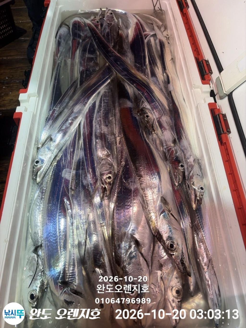 낚시뚜,갈치,완도항,완도 오렌지호,낚시뚜21
