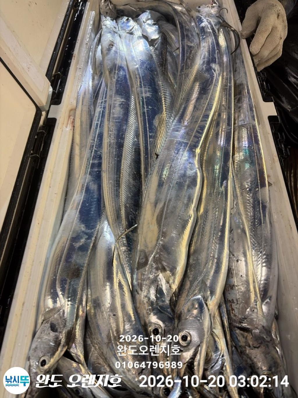 낚시뚜,갈치,완도항,완도 오렌지호,낚시뚜19