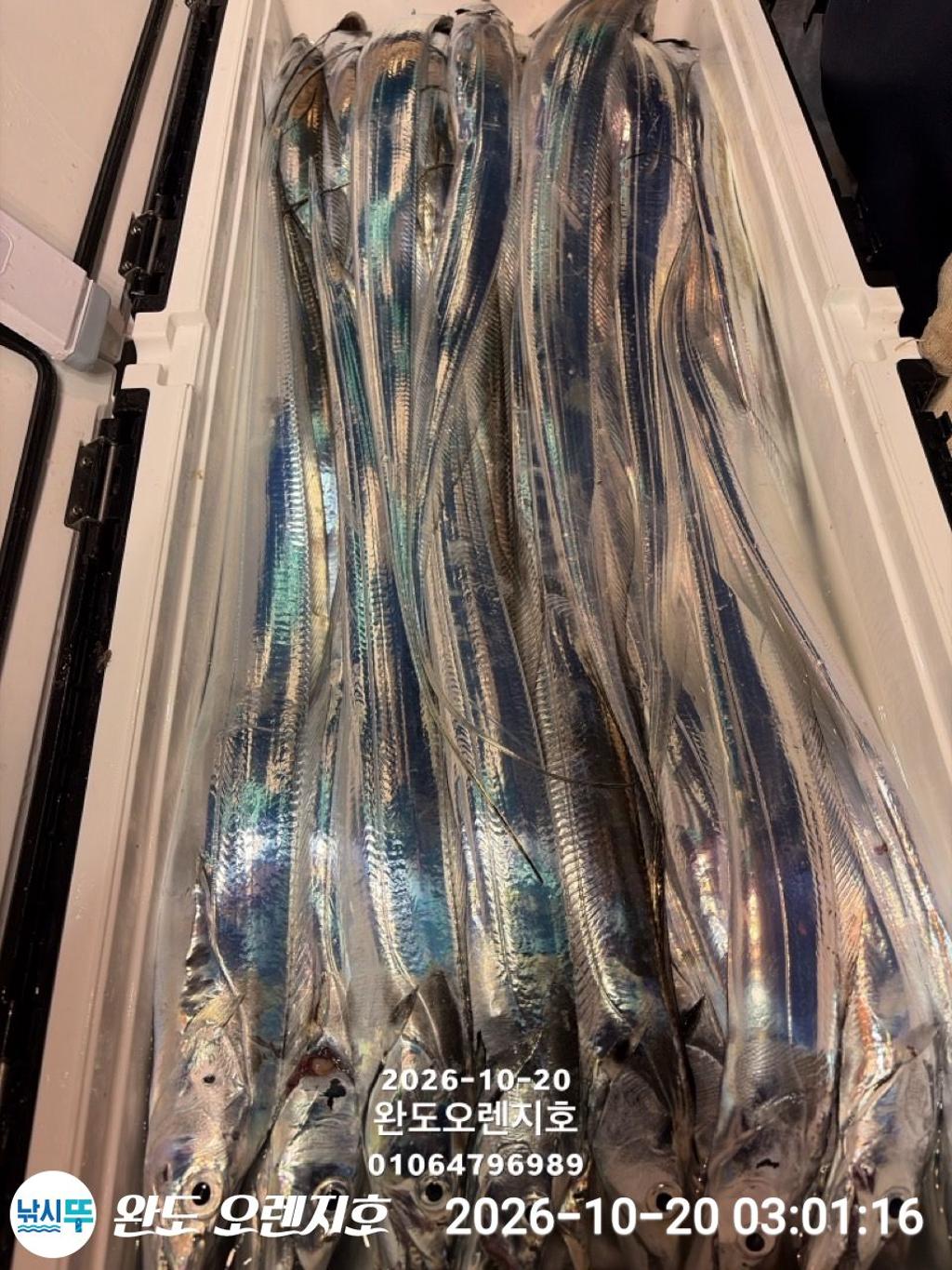 낚시뚜,갈치,완도항,완도 오렌지호,낚시뚜17