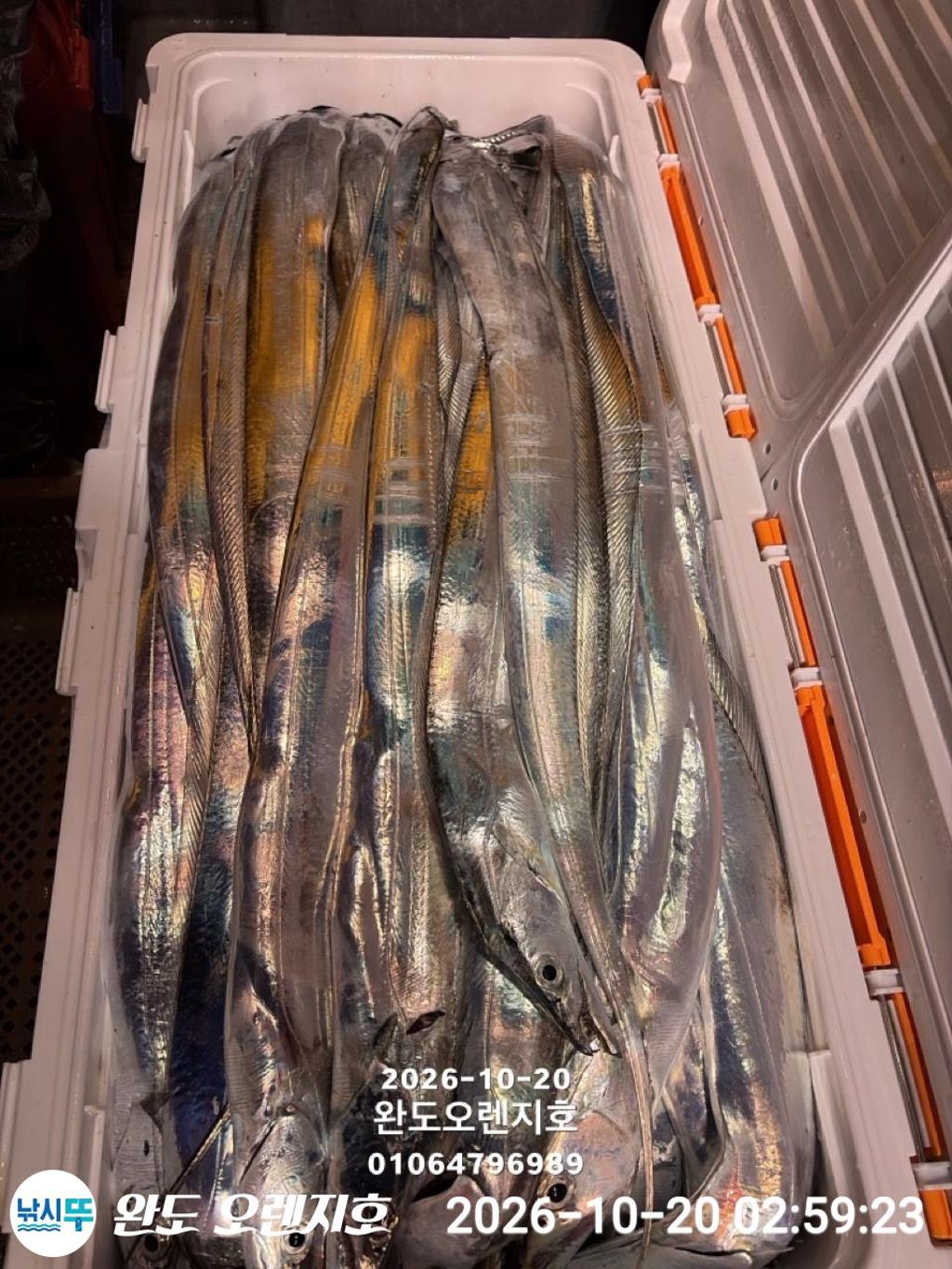 낚시뚜,갈치,완도항,완도 오렌지호,낚시뚜15