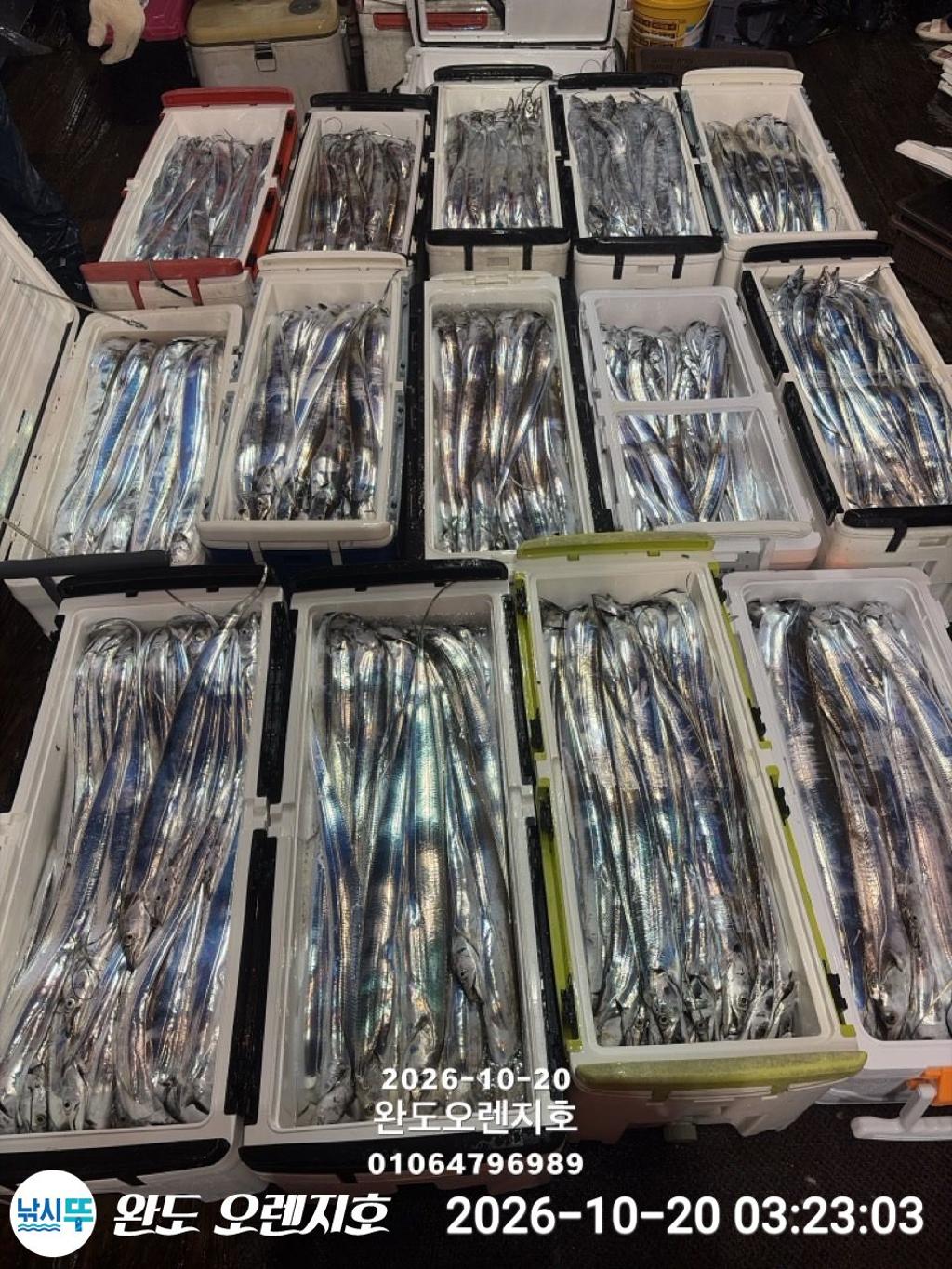 낚시뚜,갈치,완도항,완도 오렌지호,낚시뚜2