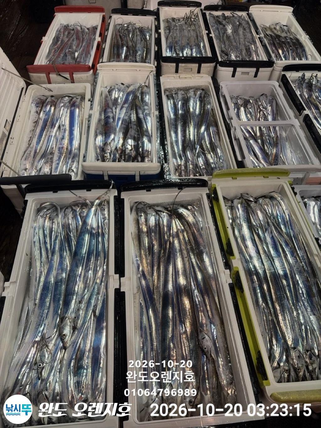 낚시뚜,갈치,완도항,완도 오렌지호,낚시뚜1