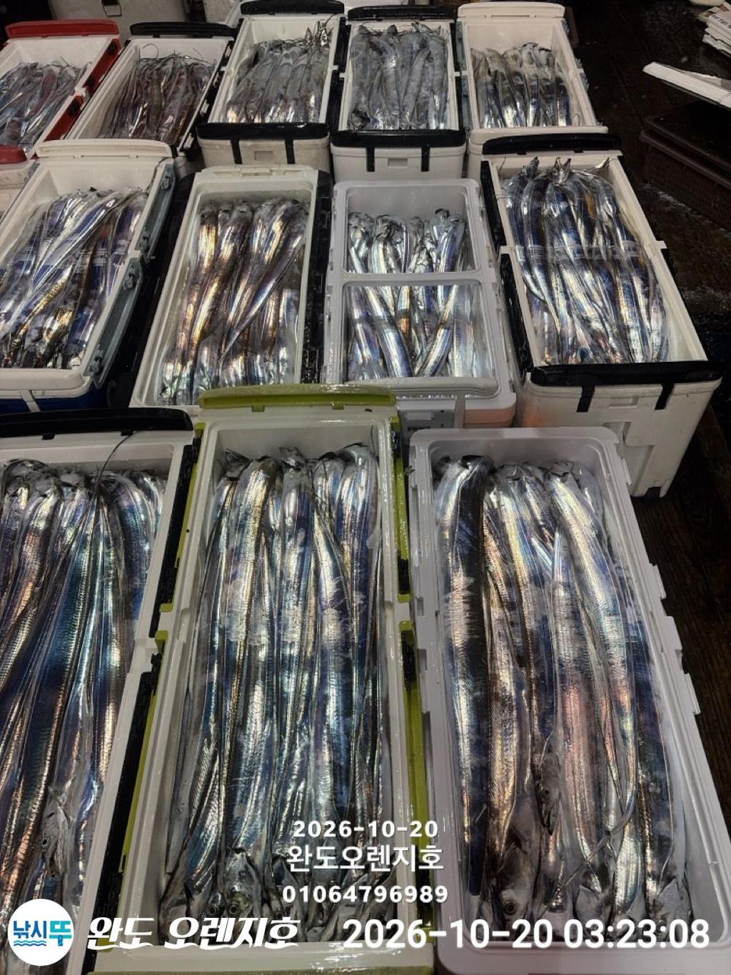 낚시뚜,갈치,완도항,완도 오렌지호,낚시뚜0
