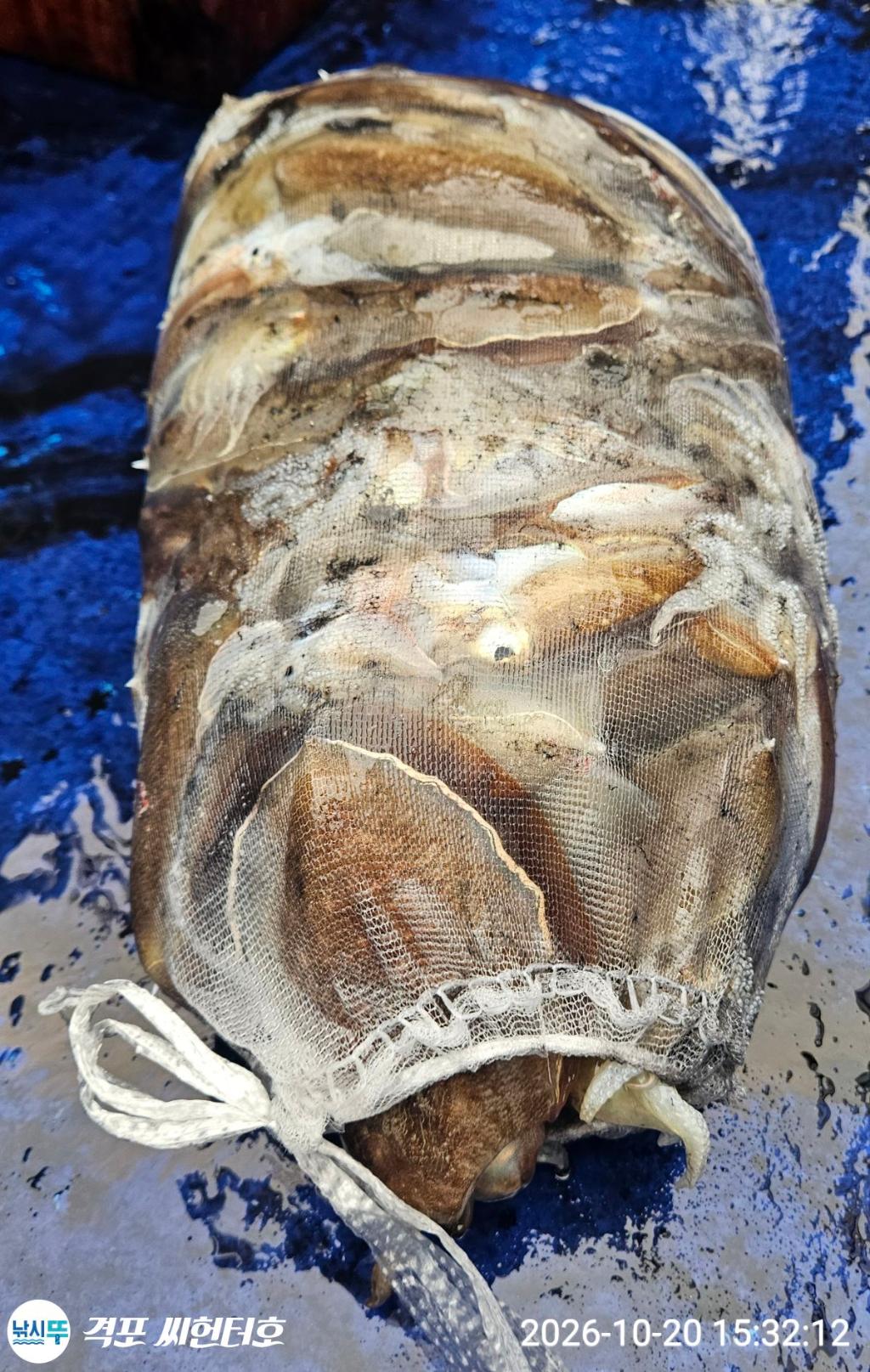 낚시뚜,갑오징어,격포,격포 씨헌터호,낚시뚜8