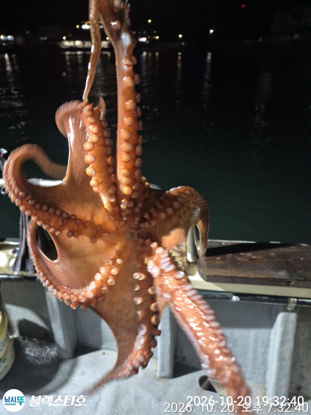 낚시뚜,돌문어,삼천포 팔포항,삼천포 블랙스타,낚시뚜4