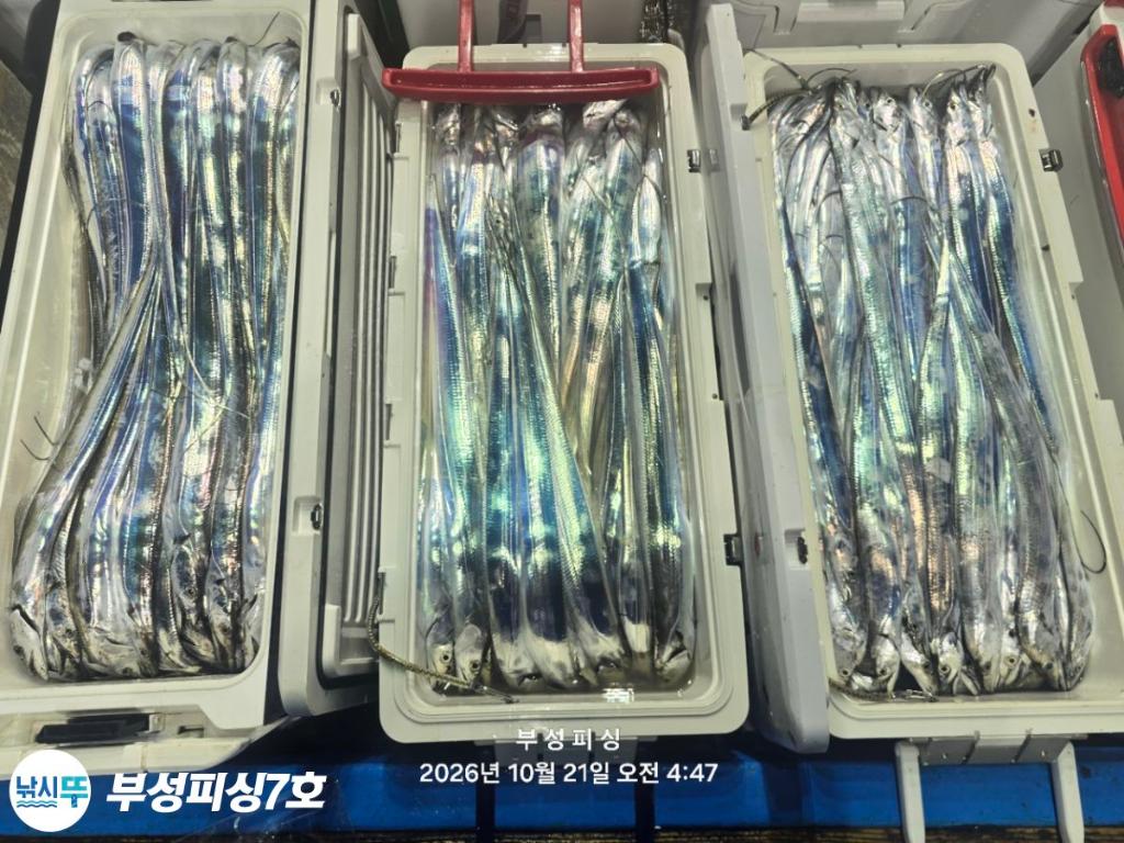 낚시뚜,갈치,통영영운리항,부성피싱7호,낚시뚜29