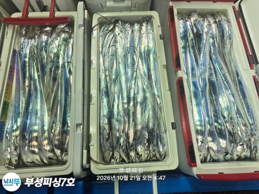 낚시뚜,갈치,통영영운리항,부성피싱7호,낚시뚜28