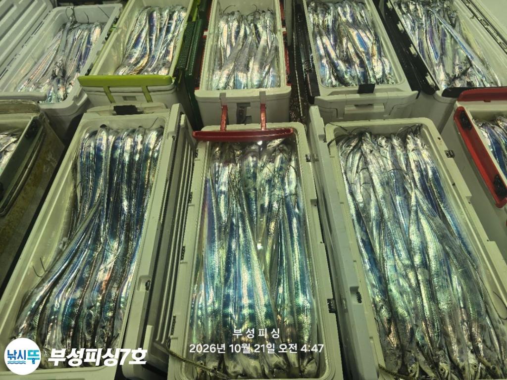 낚시뚜,갈치,통영영운리항,부성피싱7호,낚시뚜26