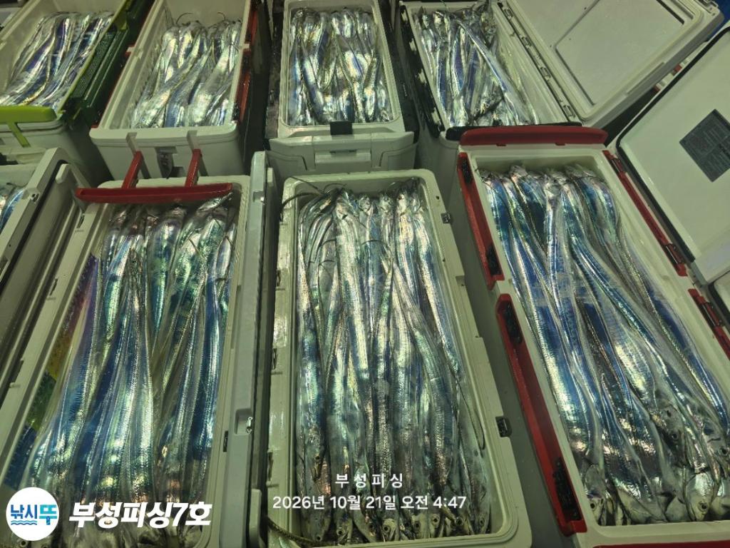 낚시뚜,갈치,통영영운리항,부성피싱7호,낚시뚜25