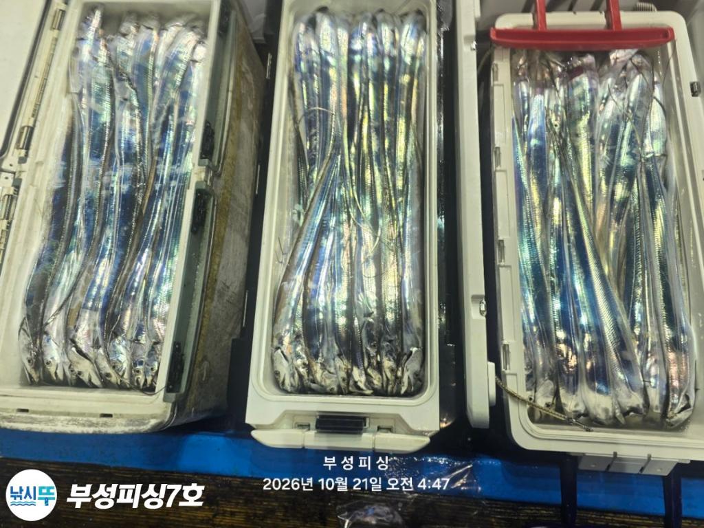 낚시뚜,갈치,통영영운리항,부성피싱7호,낚시뚜27