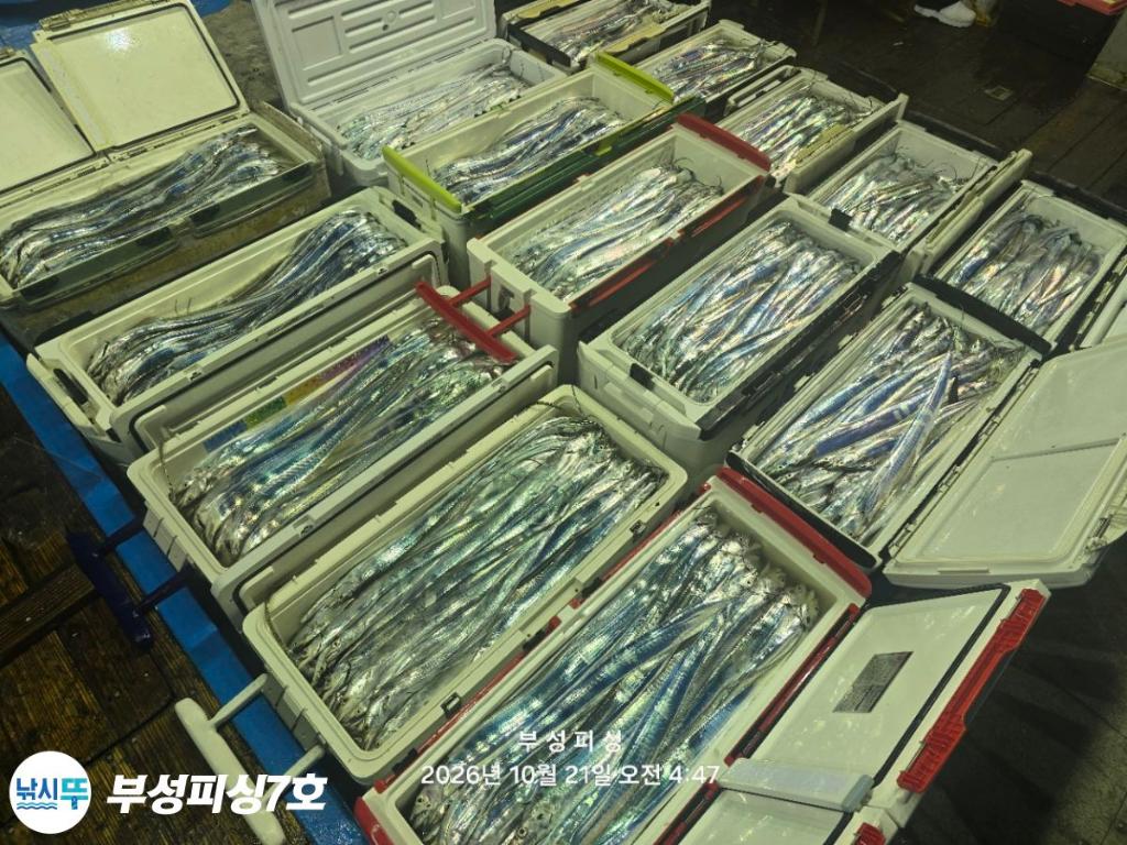 낚시뚜,갈치,통영영운리항,부성피싱7호,낚시뚜23
