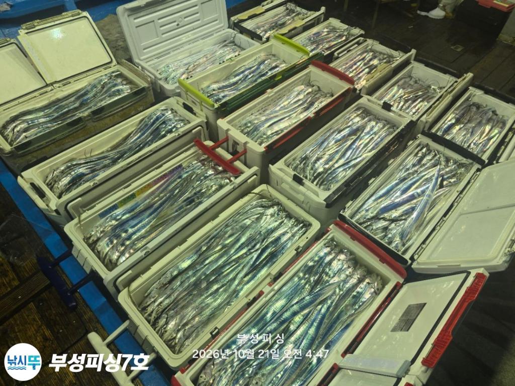 낚시뚜,갈치,통영영운리항,부성피싱7호,낚시뚜22