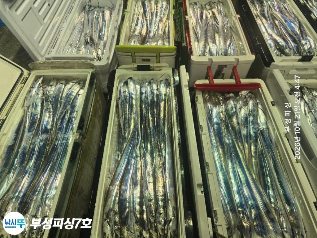 낚시뚜,갈치,통영영운리항,부성피싱7호,낚시뚜24