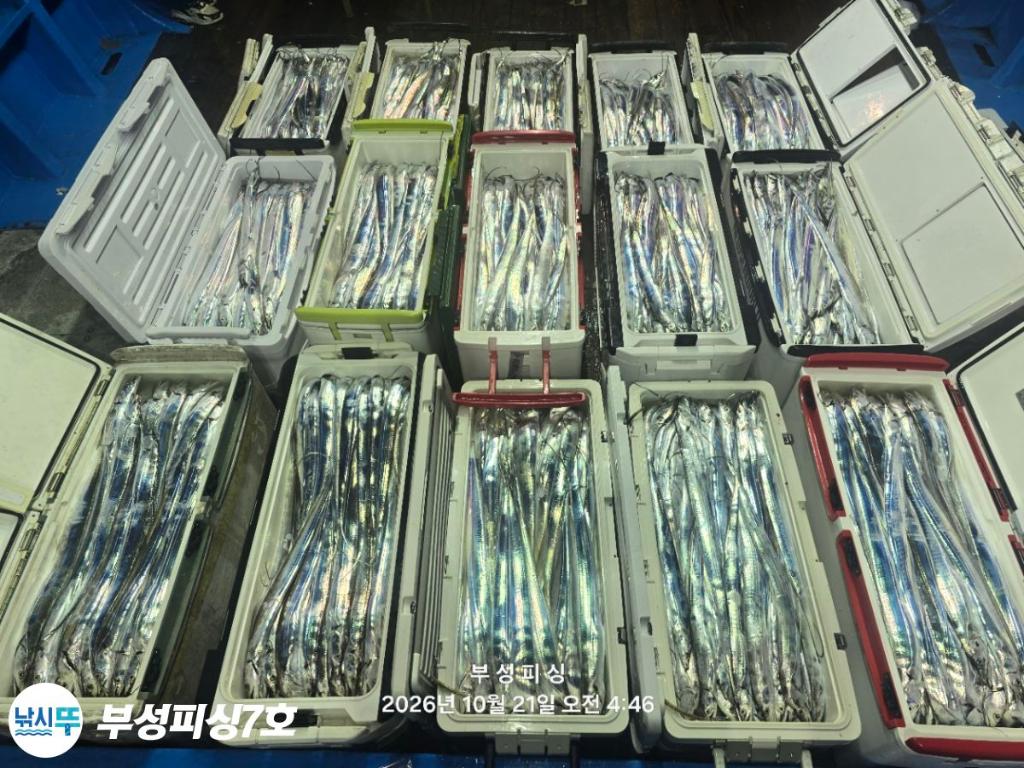 낚시뚜,갈치,통영영운리항,부성피싱7호,낚시뚜18