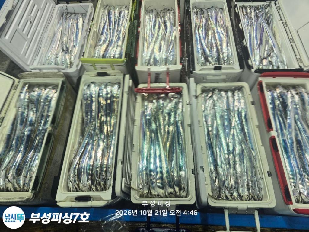 낚시뚜,갈치,통영영운리항,부성피싱7호,낚시뚜19