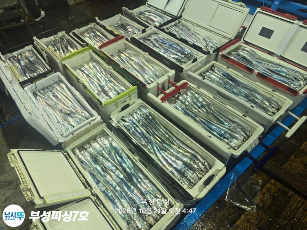 낚시뚜,갈치,통영영운리항,부성피싱7호,낚시뚜21