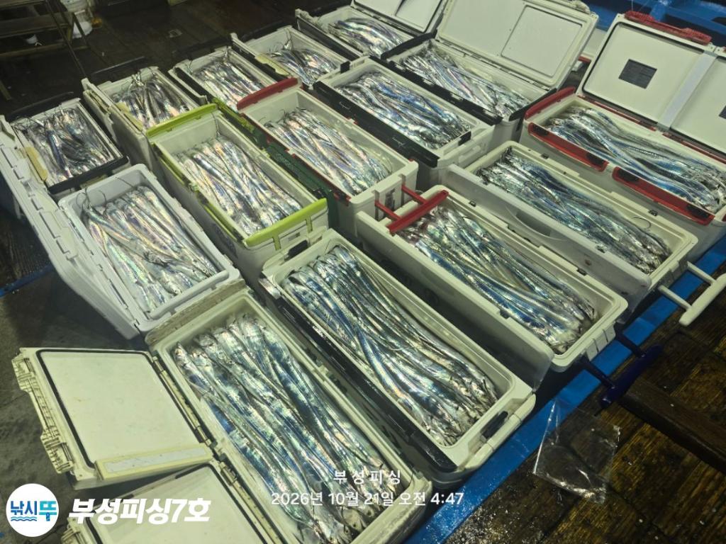 낚시뚜,갈치,통영영운리항,부성피싱7호,낚시뚜20