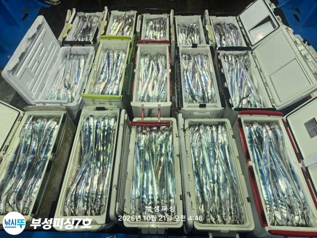 낚시뚜,갈치,통영영운리항,부성피싱7호,낚시뚜17