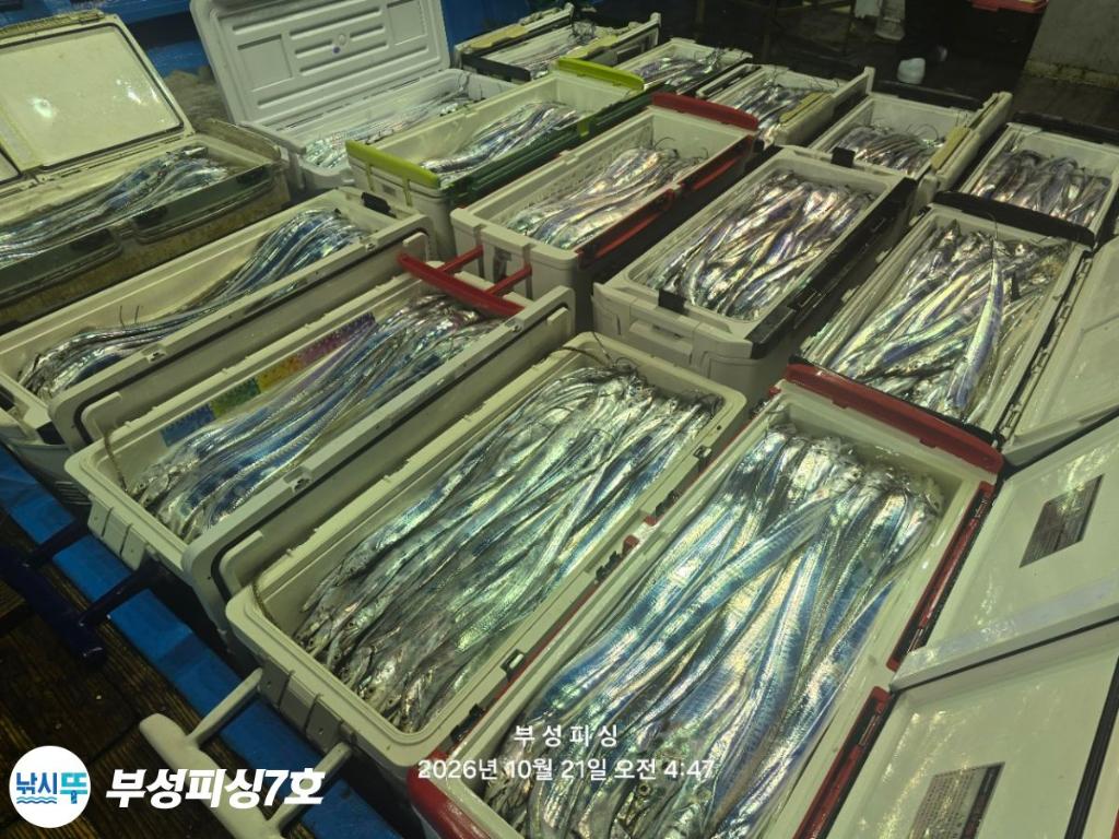 낚시뚜,갈치,통영영운리항,부성피싱7호,낚시뚜2