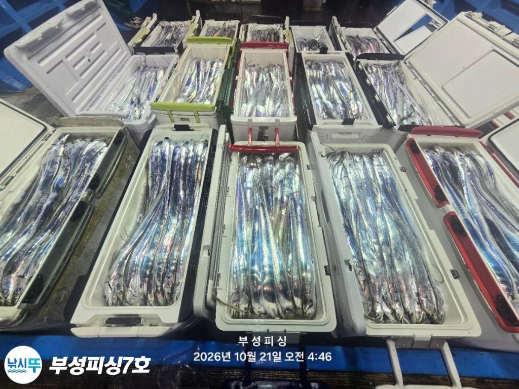 낚시뚜,갈치,통영영운리항,부성피싱7호,낚시뚜0