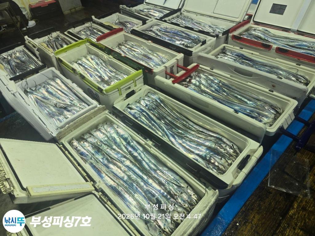 낚시뚜,갈치,통영영운리항,부성피싱7호,낚시뚜1