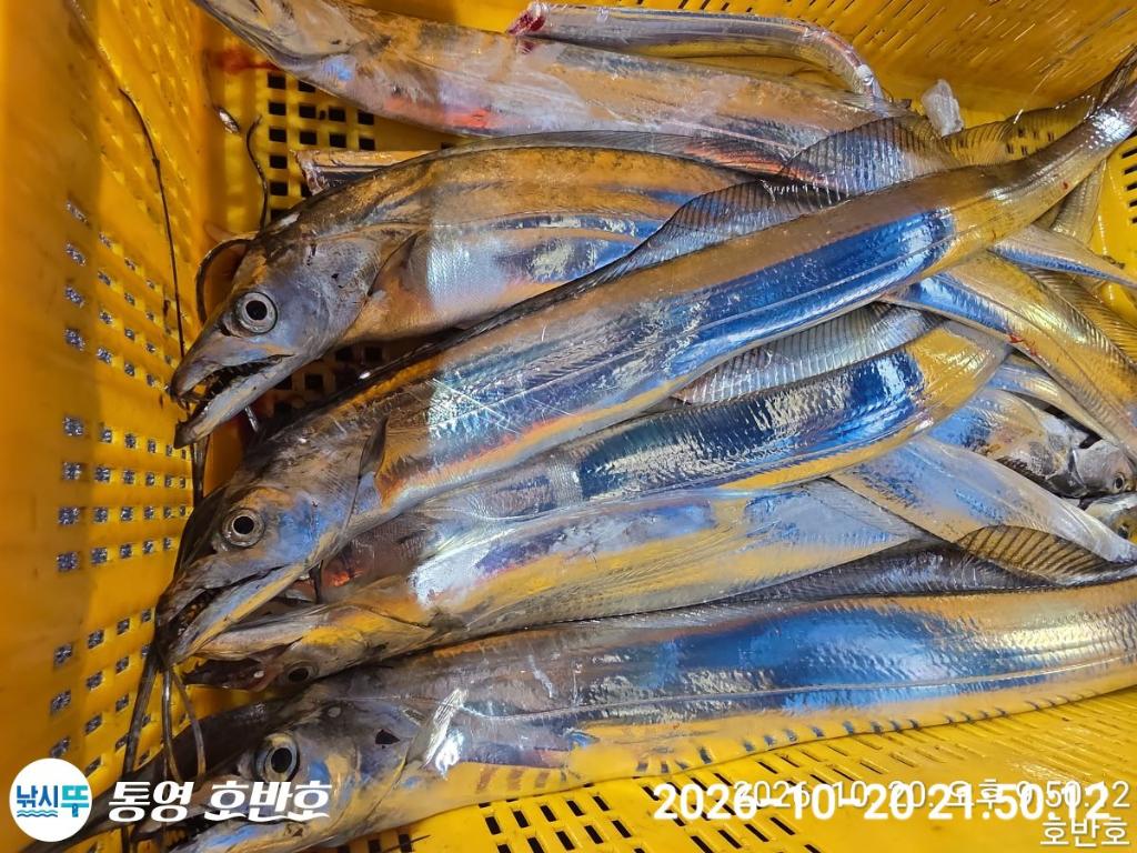 낚시뚜,갈치,통영 신전항,통영호반호,낚시뚜33