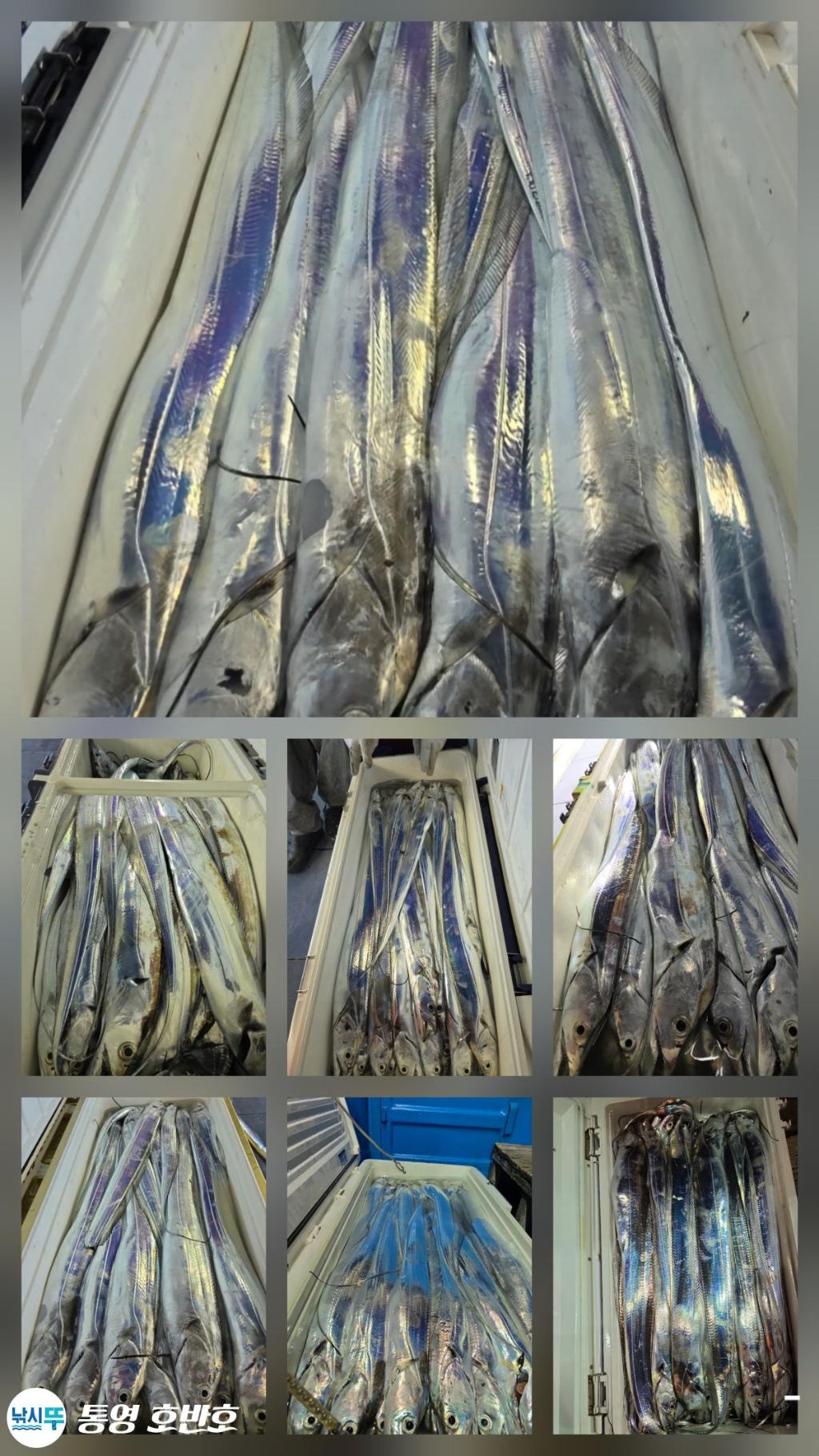 낚시뚜,갈치,통영 신전항,통영호반호,낚시뚜27