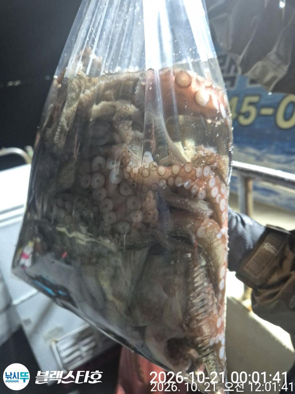 낚시뚜,돌문어,삼천포 팔포항,삼천포 블랙스타,낚시뚜16