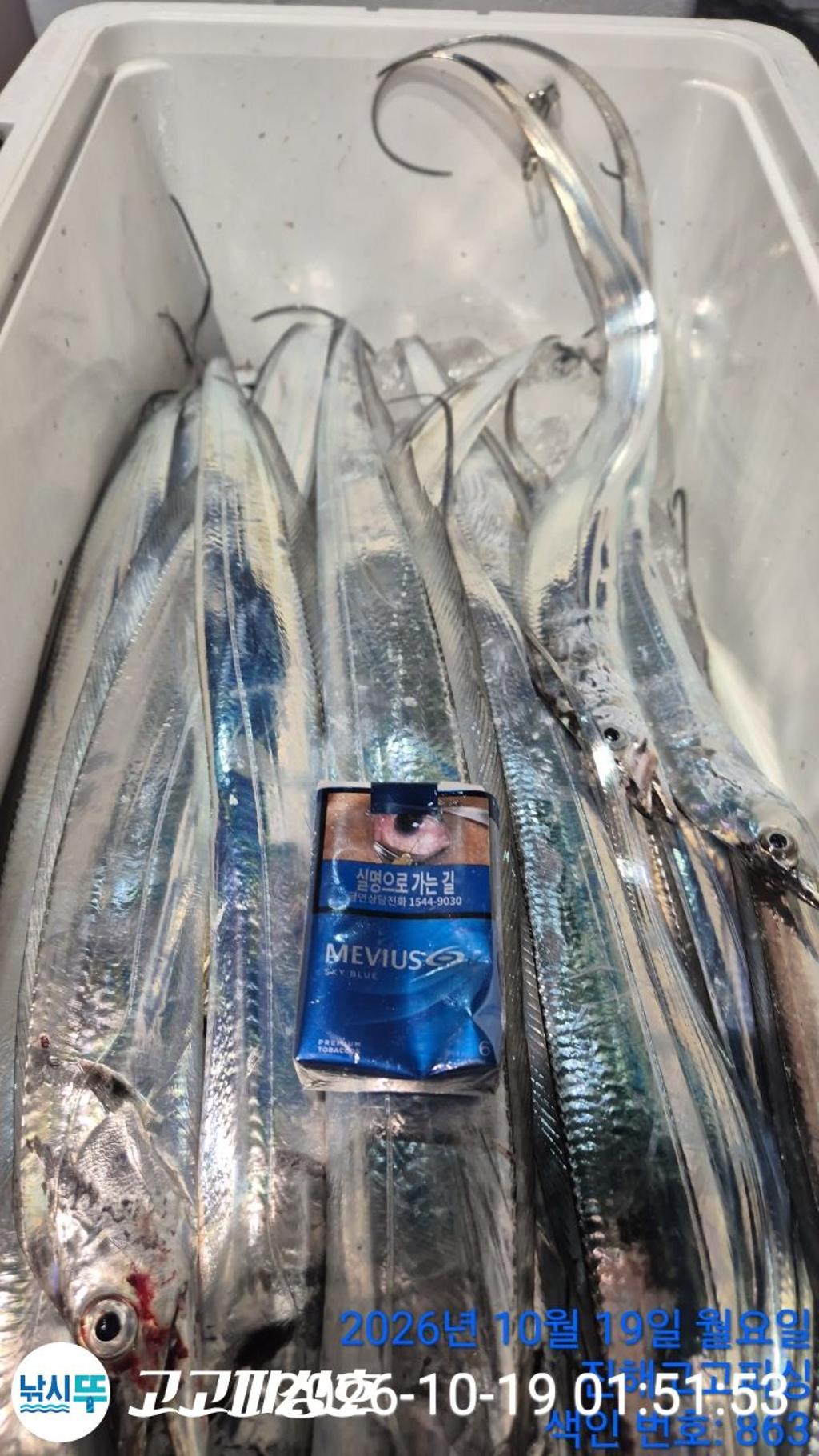 낚시뚜,갈치,속천항(진해),고고피싱호,낚시뚜10