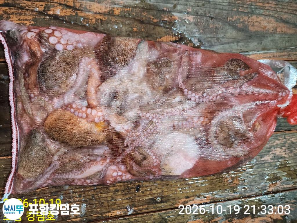 낚시뚜,돌문어,영일만항,포항 킹덤호,낚시뚜15