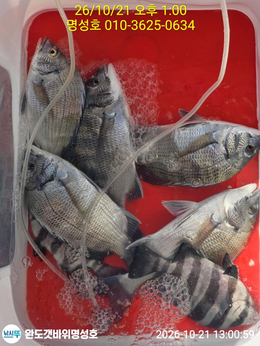 낚시뚜,감성돔,완도항,완도해남 명성호,낚시뚜1