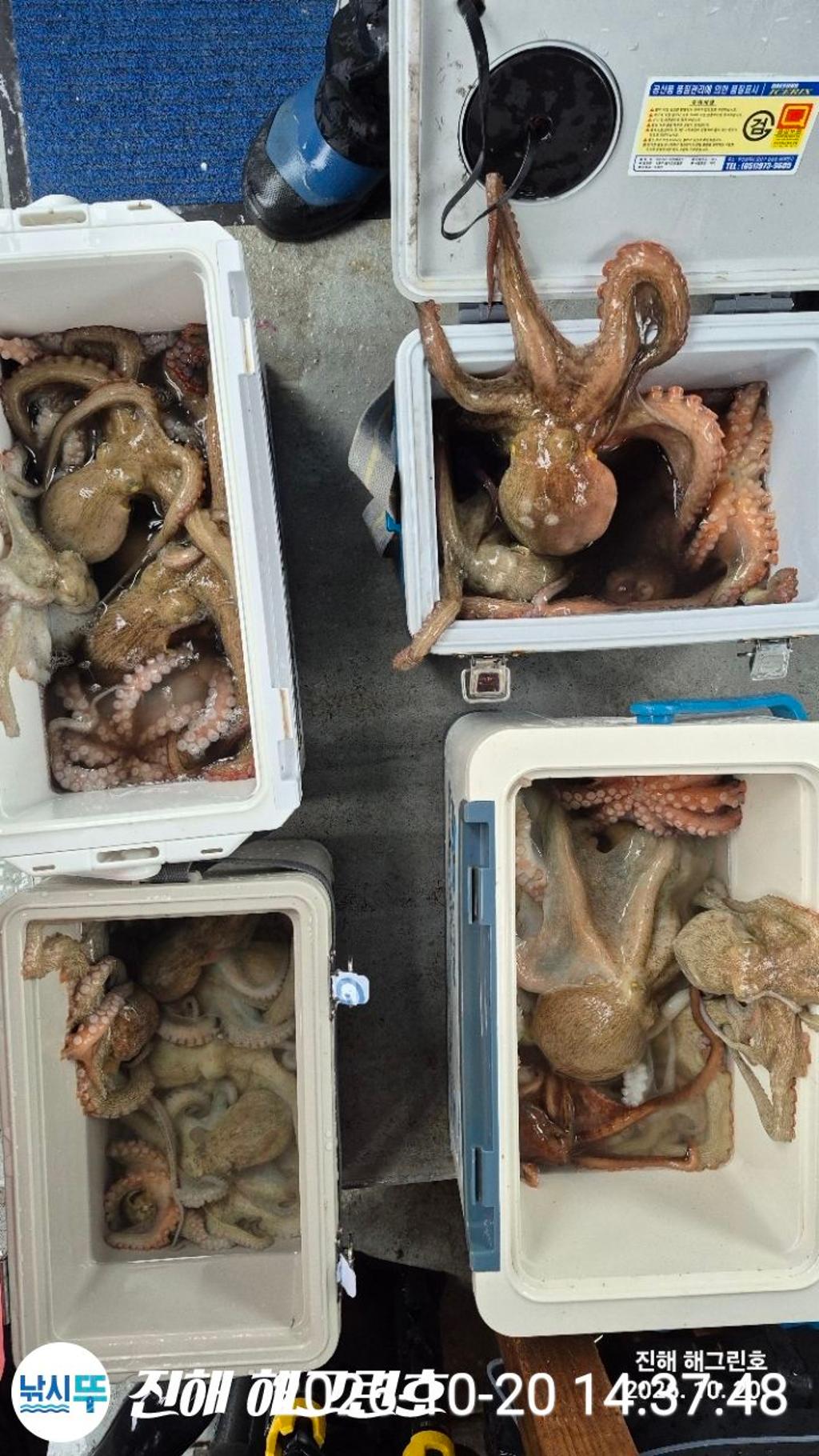 낚시뚜,돌문어,삼포항,진해 해그린호,낚시뚜2