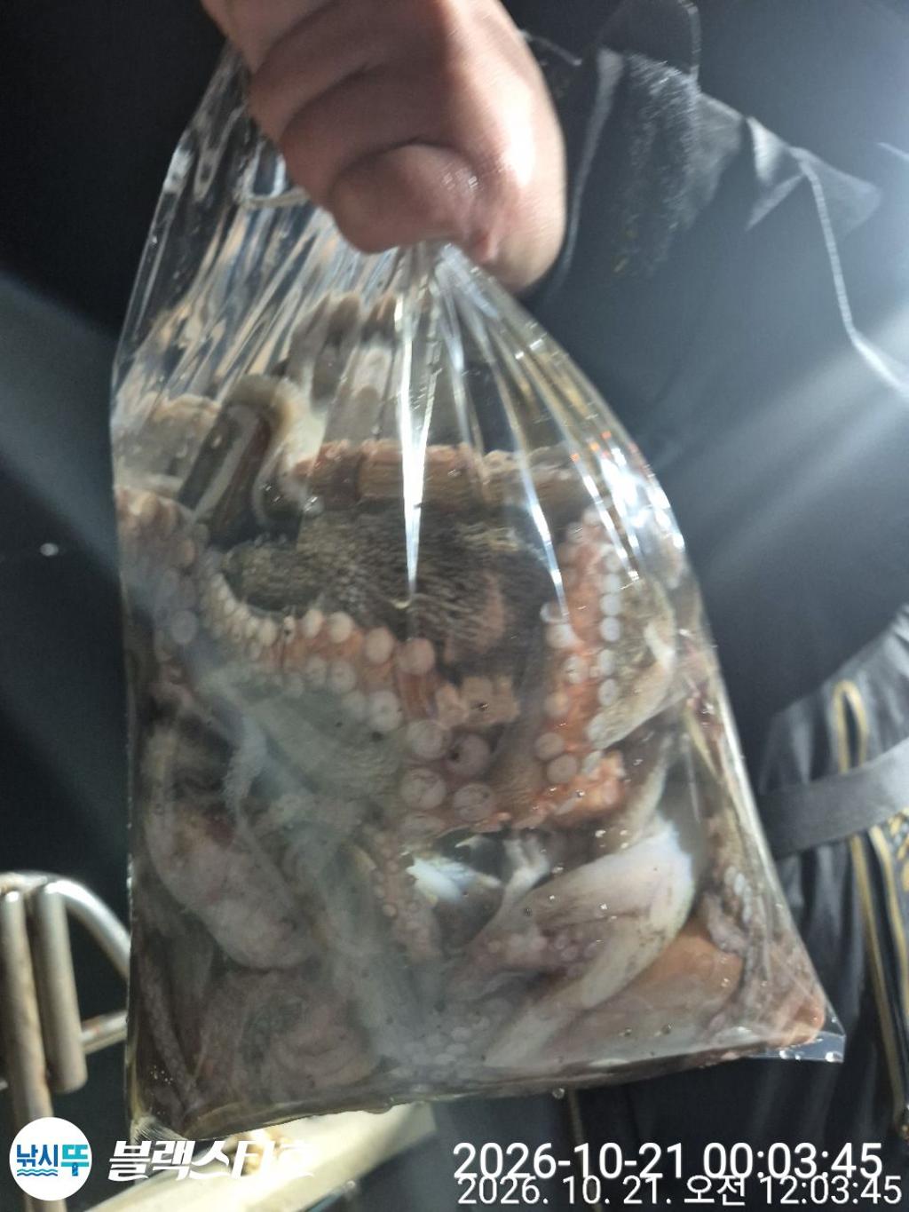 낚시뚜,돌문어,삼천포 팔포항,삼천포 블랙스타,낚시뚜2