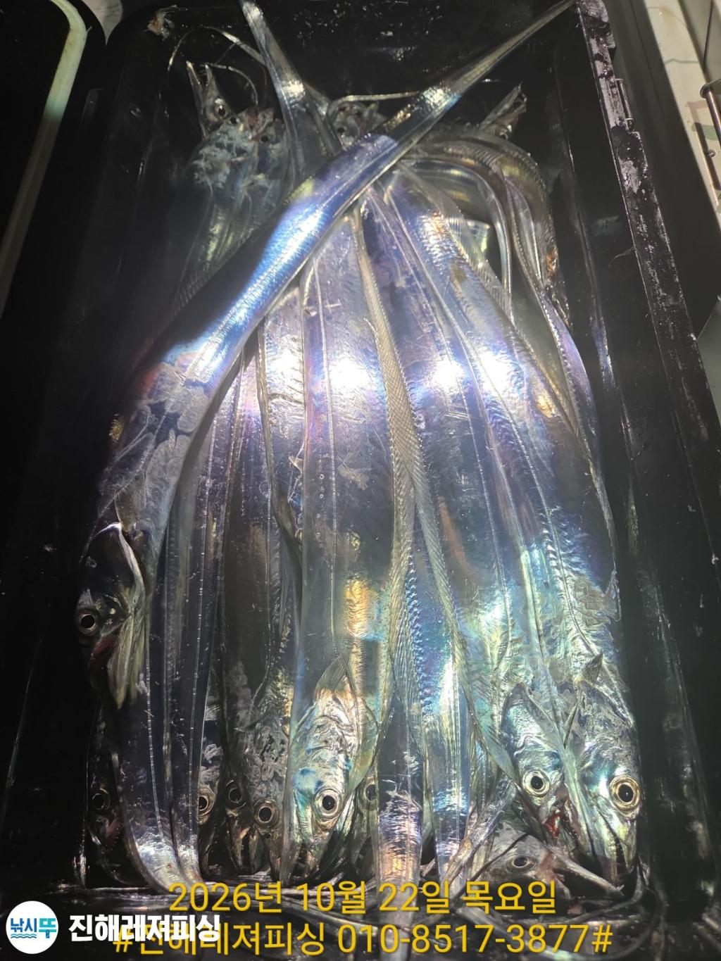 낚시뚜,갈치,진해1부두항,진해레져피싱,낚시뚜6