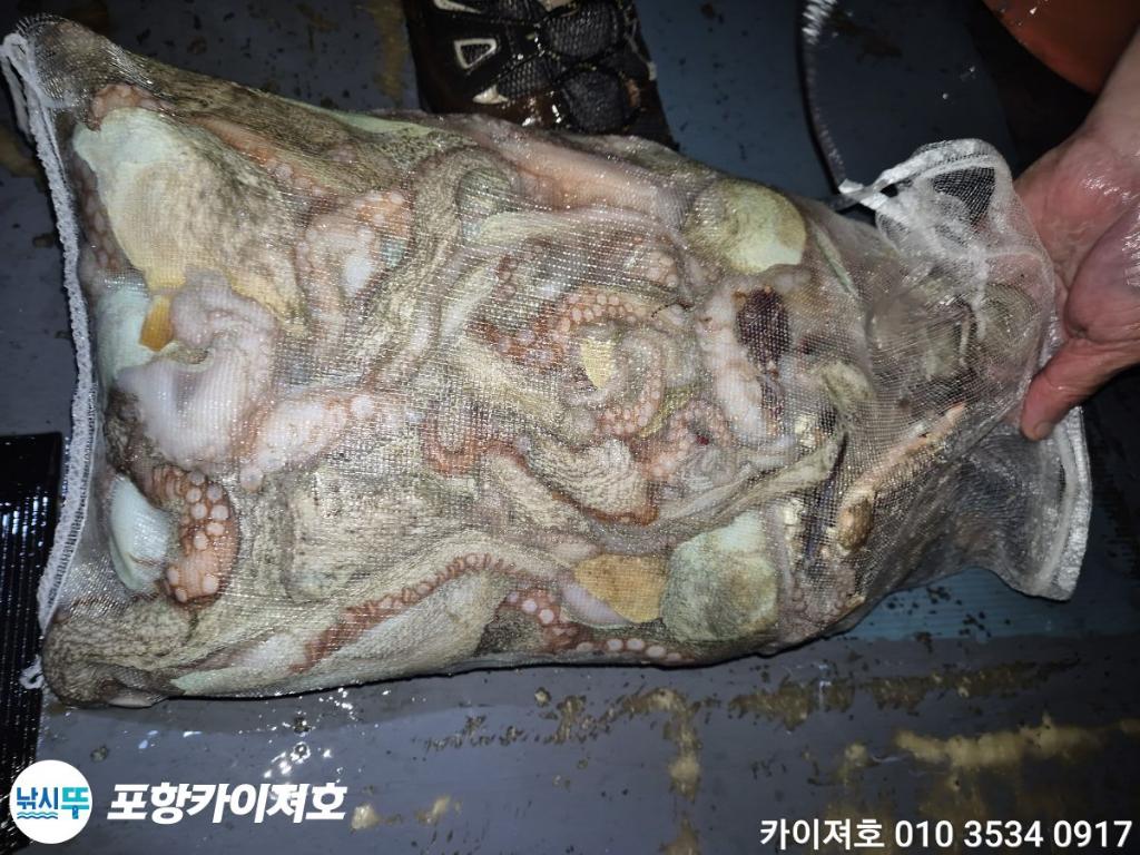 낚시뚜,돌문어,영일만항,포항카이져호,낚시뚜53