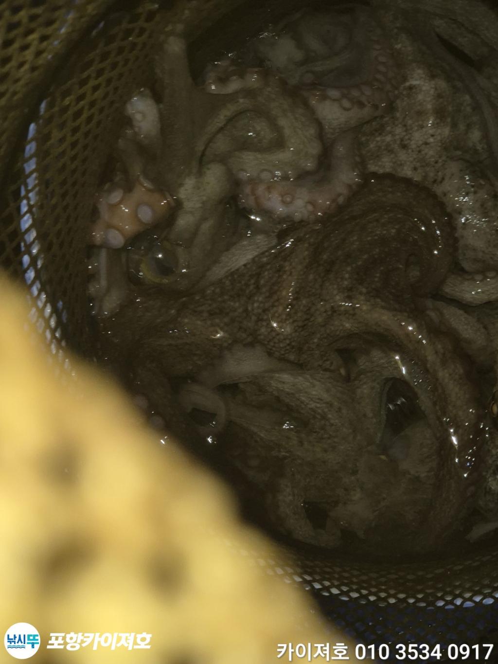 낚시뚜,돌문어,영일만항,포항카이져호,낚시뚜43