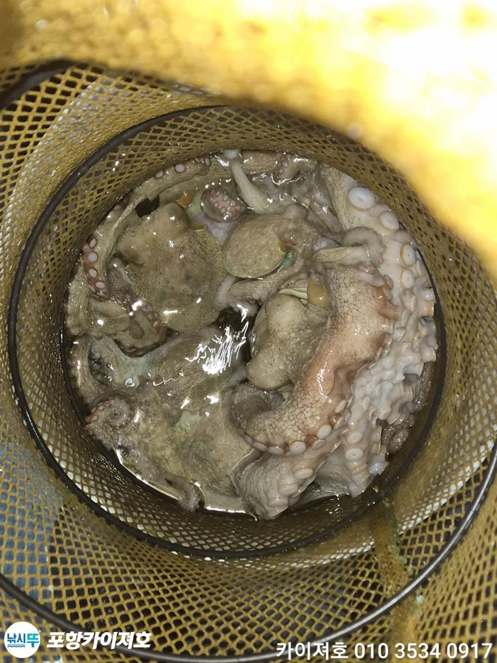 낚시뚜,돌문어,영일만항,포항카이져호,낚시뚜41