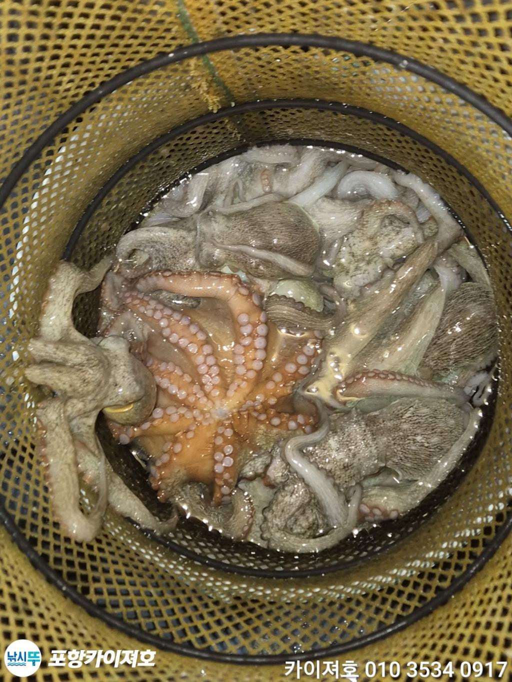 낚시뚜,돌문어,영일만항,포항카이져호,낚시뚜40